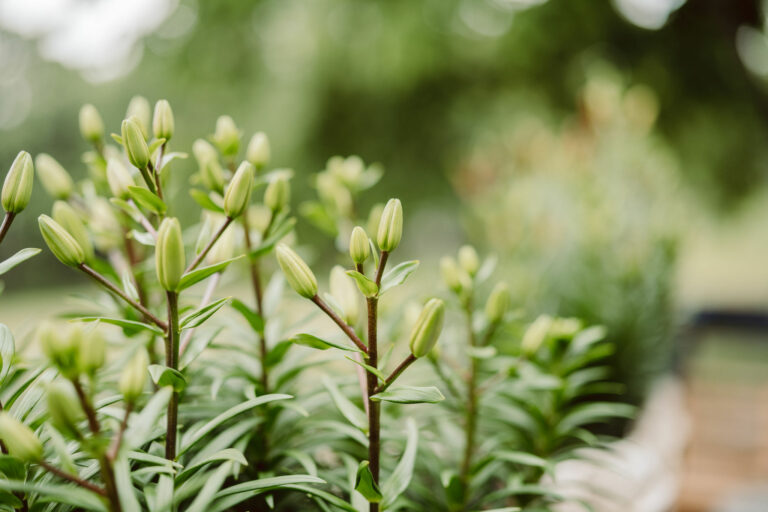 Erin Wright: Cultivating Nature’s Beauty at Quince & Burdock Flower Farm