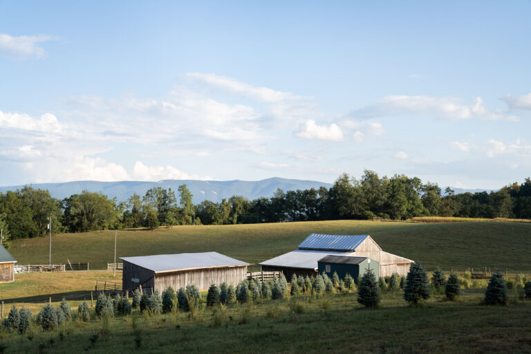 francisco farm: The Time-Honored Christmas Tree tradition in staunton, virginia